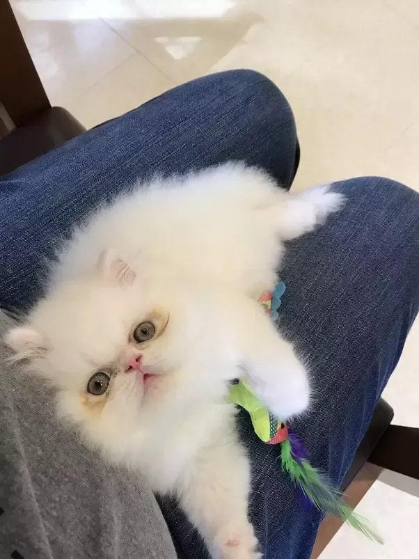 Getting a kitten from a persian cattery california? Important things you must know beforehand.