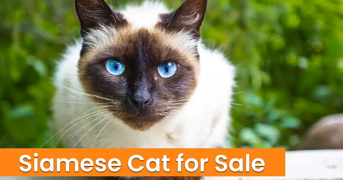 Your Guide to Siamese Cattery Texas: Cost & Care Info