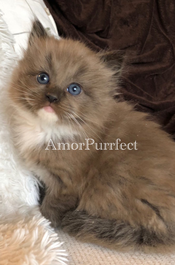 Brown Ragdoll Cats: Find Brown Ragdoll Breeders Near You