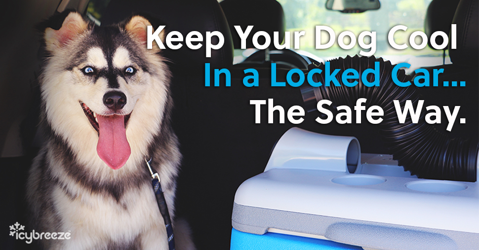 Choosing the right car pet air conditioner? Consider these key features for maximum pet comfort in the car.