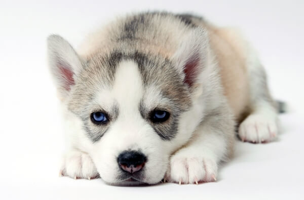 Cute Siberian Husky puppies for sale in CT need homes! Connect with sellers and find your furry friend.