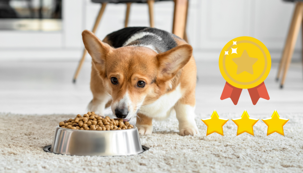 Best Diet for a Healthy Corgi