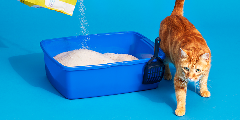 Cat Litter for Picky Cats: Reviews & Recommendations