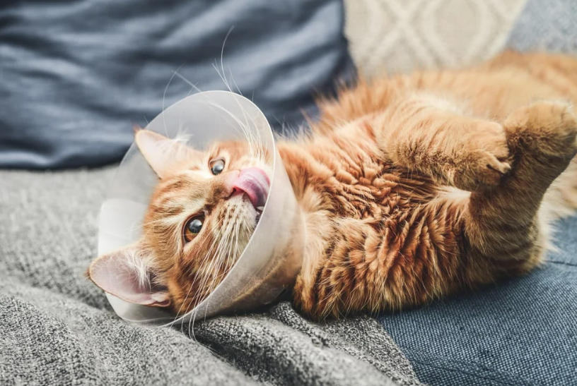 Why do some male cats need perineal urethrostomy cats surgery? Understanding the common reasons for this operation.