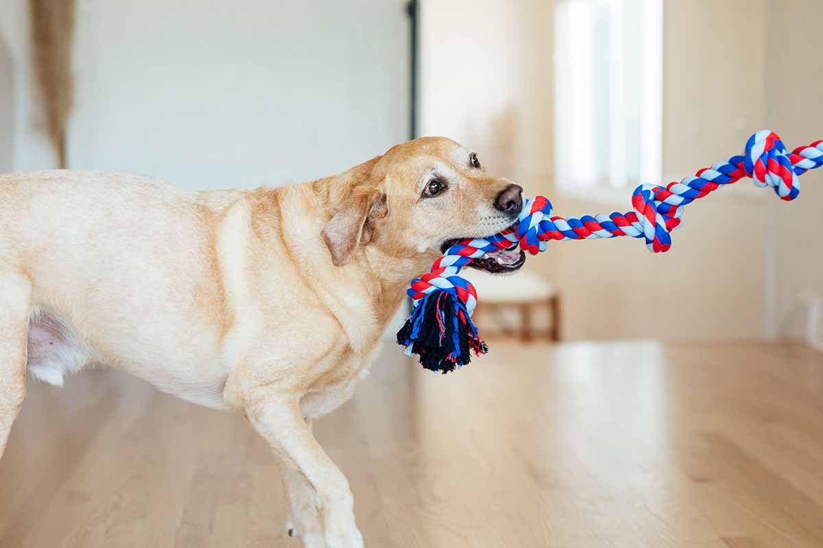 Is playing with a tug a war rope for dogs actually safe? Learn how to pick the right toy and play safely.