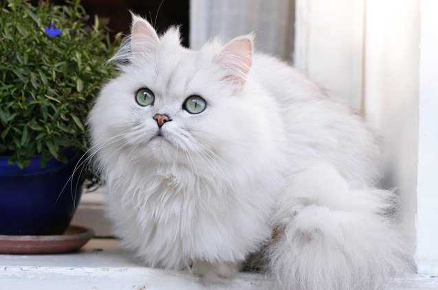 Curious about the Chinchilla Persian cat price? Here is the average range and what impacts it.