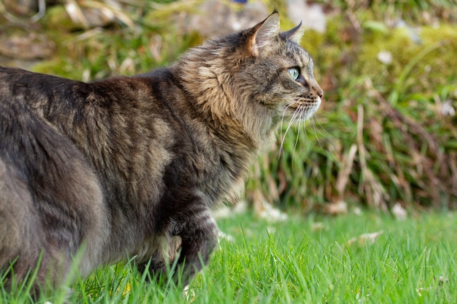 What does a Maine Coon cat mixed with tabby look like? See pictures and common appearance traits.