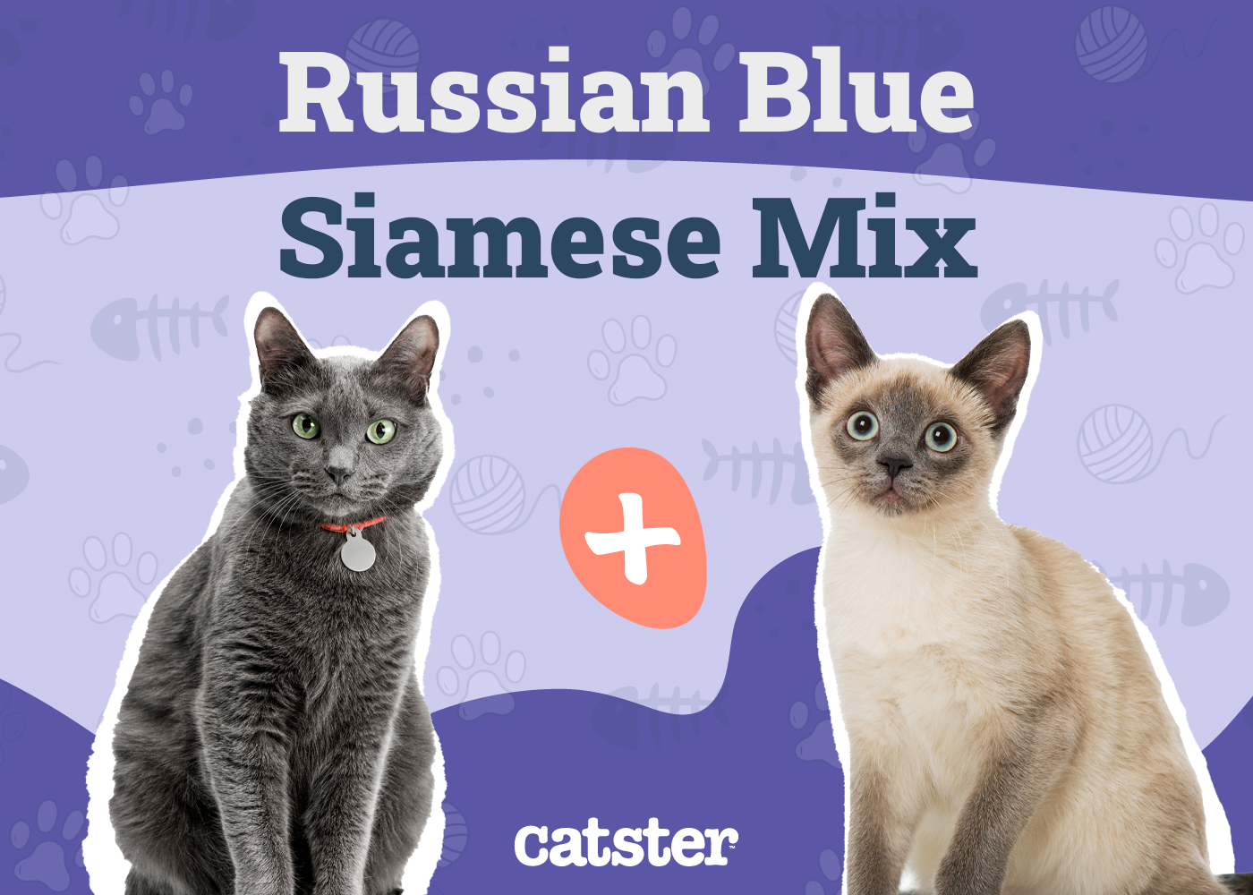 All about the russian blue siamese cat mix characteristics: A guide to this stunning and vocal hybrid cat.