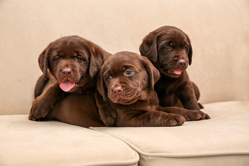 Searching for a labrador retriever for sale in md? Here is how you find reputable sellers easily.
