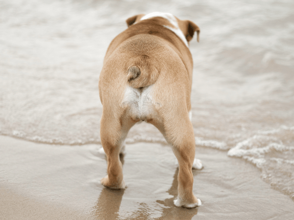 What should a healthy bulldogs tail look like? Important signs and essential tail pocket care tips.