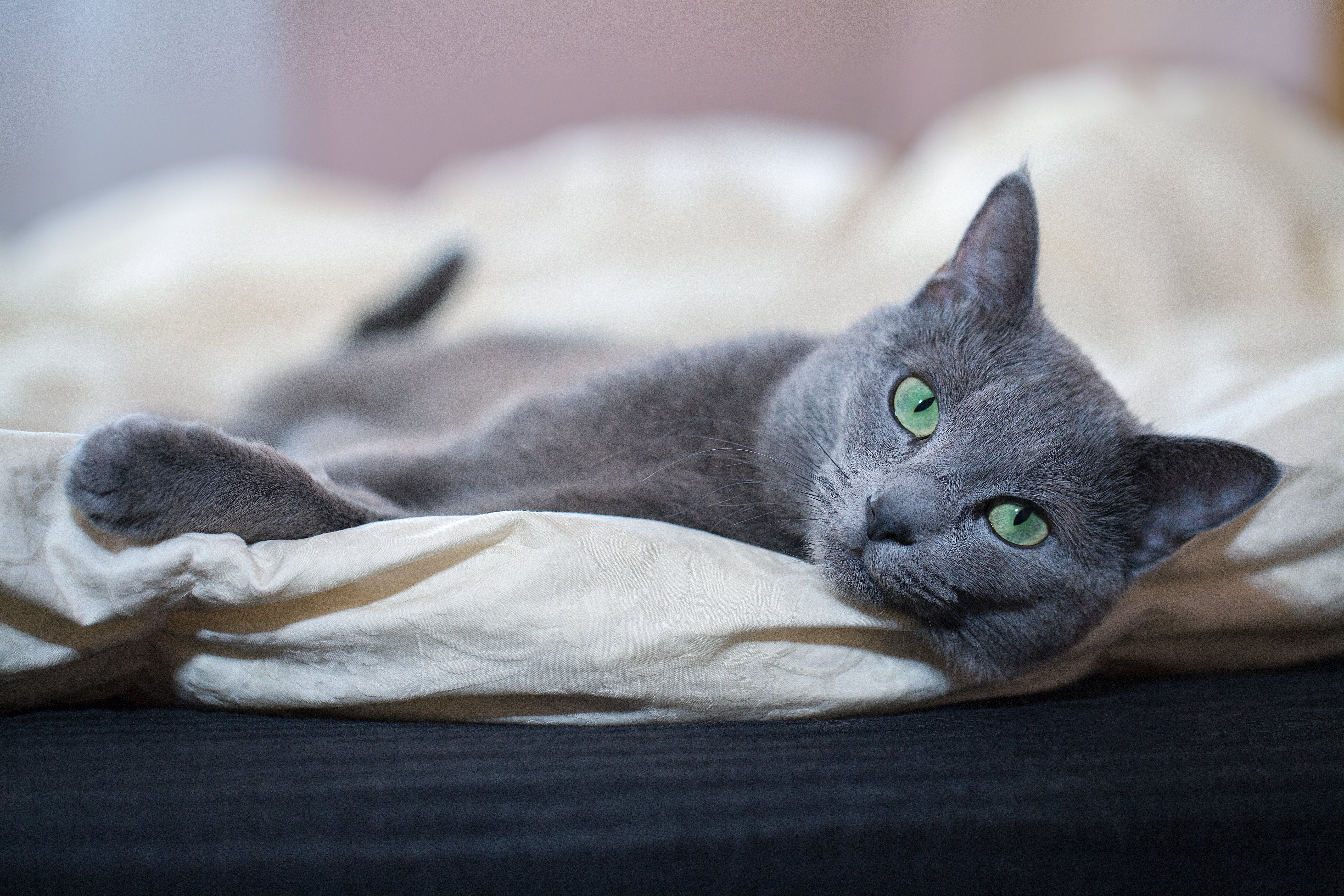 Top Tips for Finding Blue Russian Cats Near Me This Week