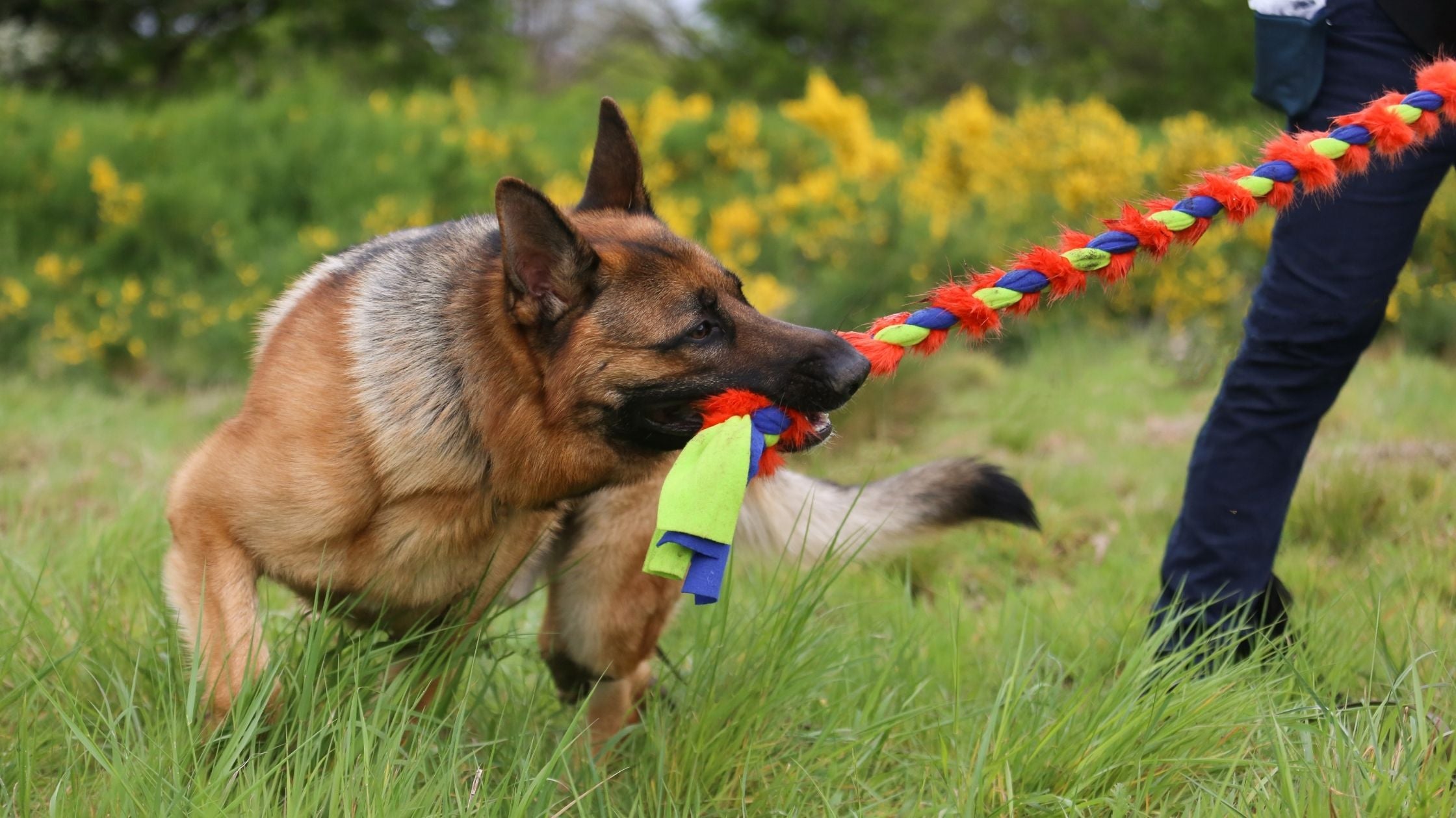 Best German Shepherd Puppy Toys: Top Picks for Fun!