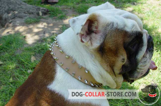 Durable English Bulldog Collar: Shop Strong Collars