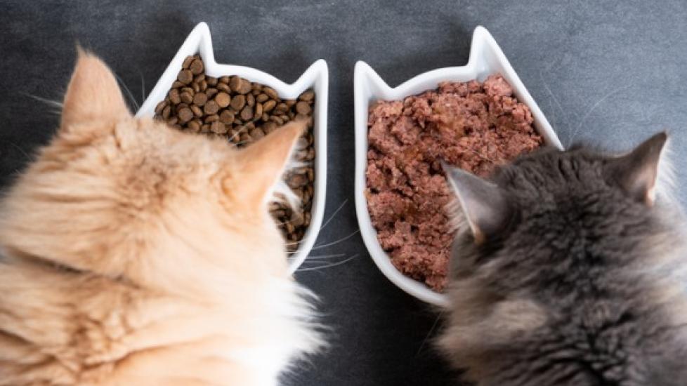 Wet cat food gravy: Healthy or harmful for my cat?