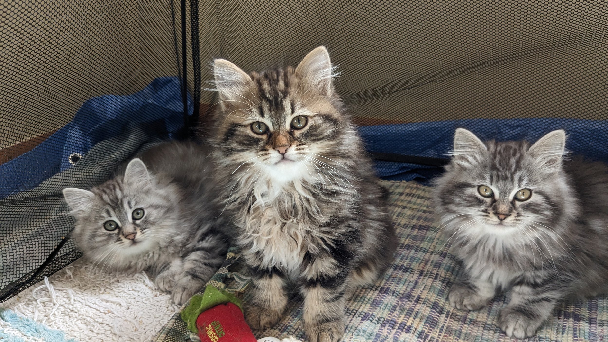Why choose Siberian Dream Cattery for your kitten? Discover their healthy, happy, and well-socialized Siberians.