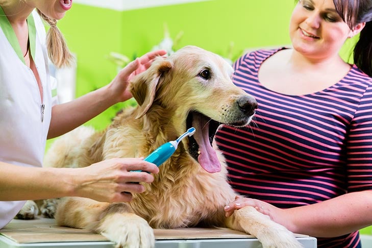 Is affordable pet dental cleaning safe for my pet? What every owner needs to know first.