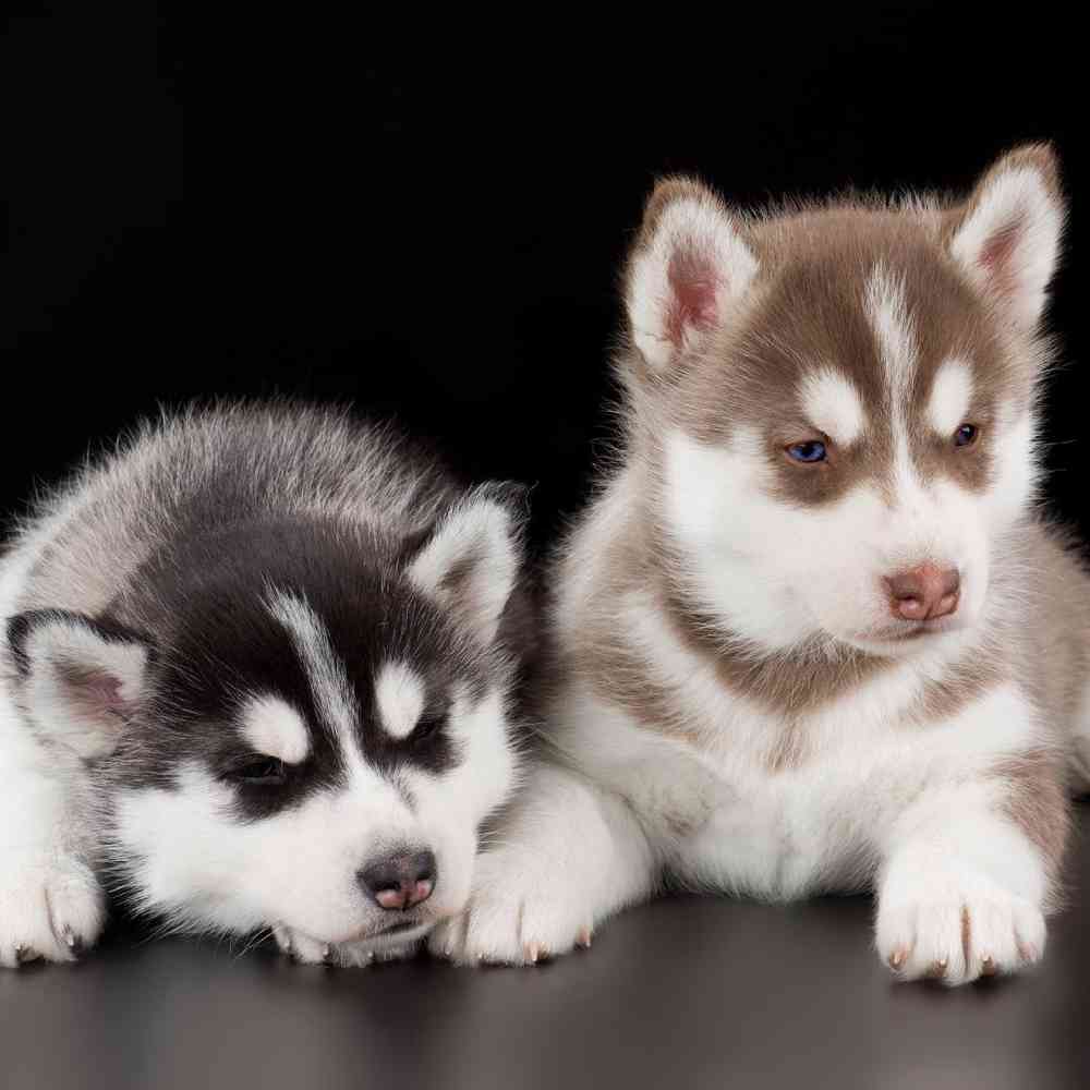 Texas Husky Puppies: Siberian Husky for Sale Near You