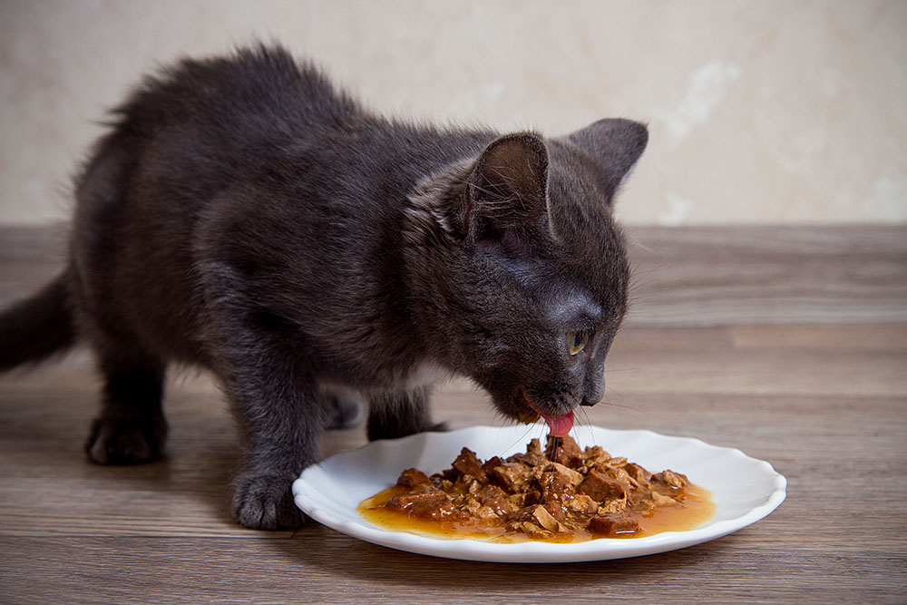 Wet cat food gravy: Healthy or harmful for my cat?