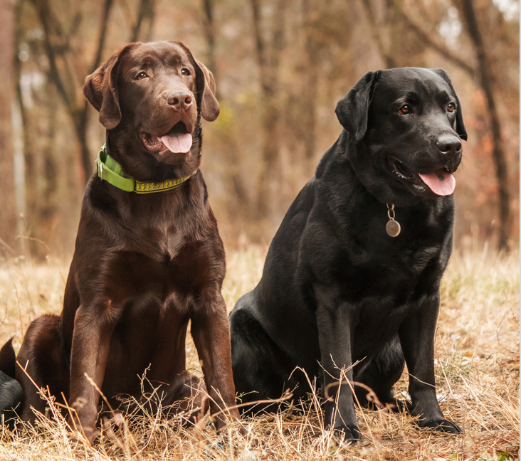 Best Labrador Retriever for Sale in MD: Find a Healthy Pup