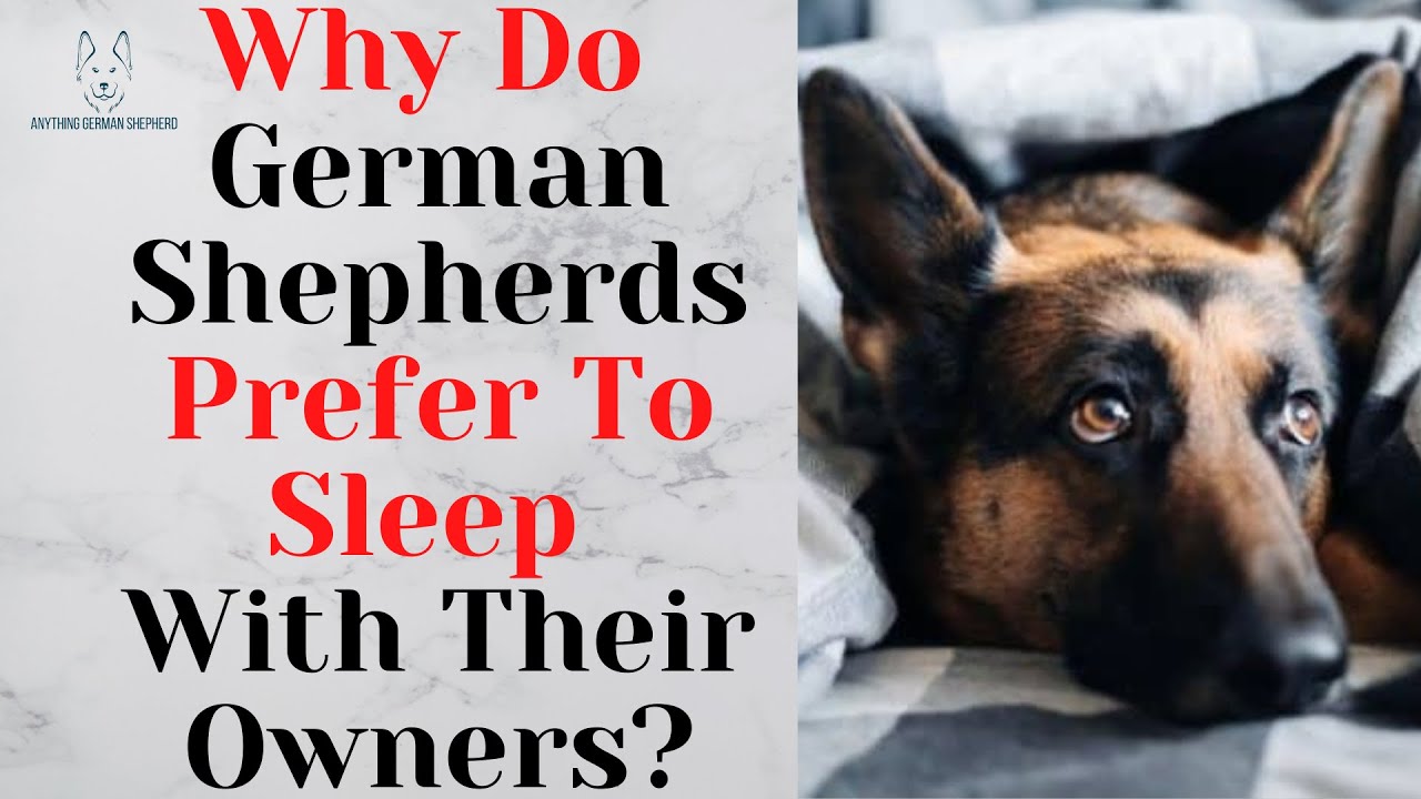 Do German Shepherds like to sleep with their owners? Explore the benefits and potential downsides for both of you.
