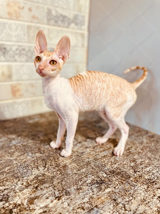 Cornish Rex Cattery: Find Your Perfect Kitten Here!