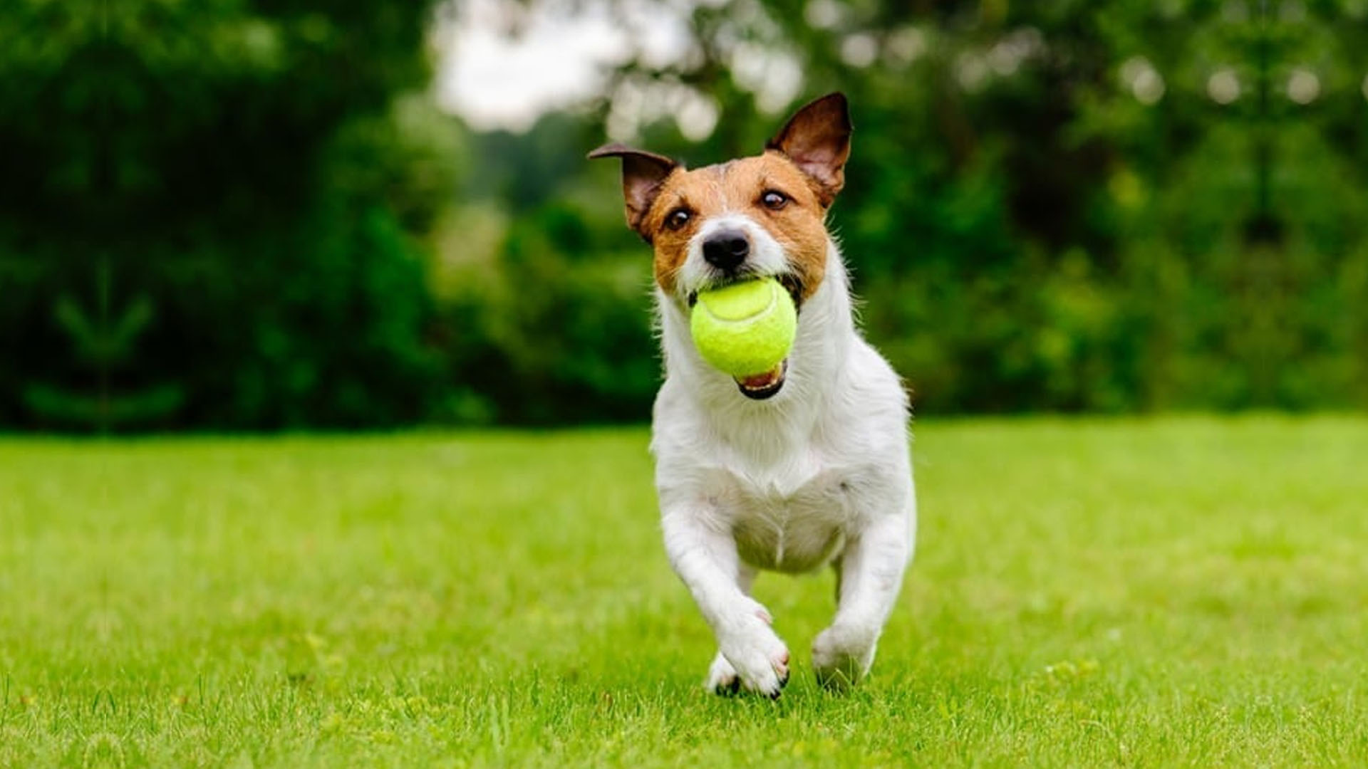 Is pet friendly weed and feed for lawns truly safe? Key things every concerned pet owner must know first.