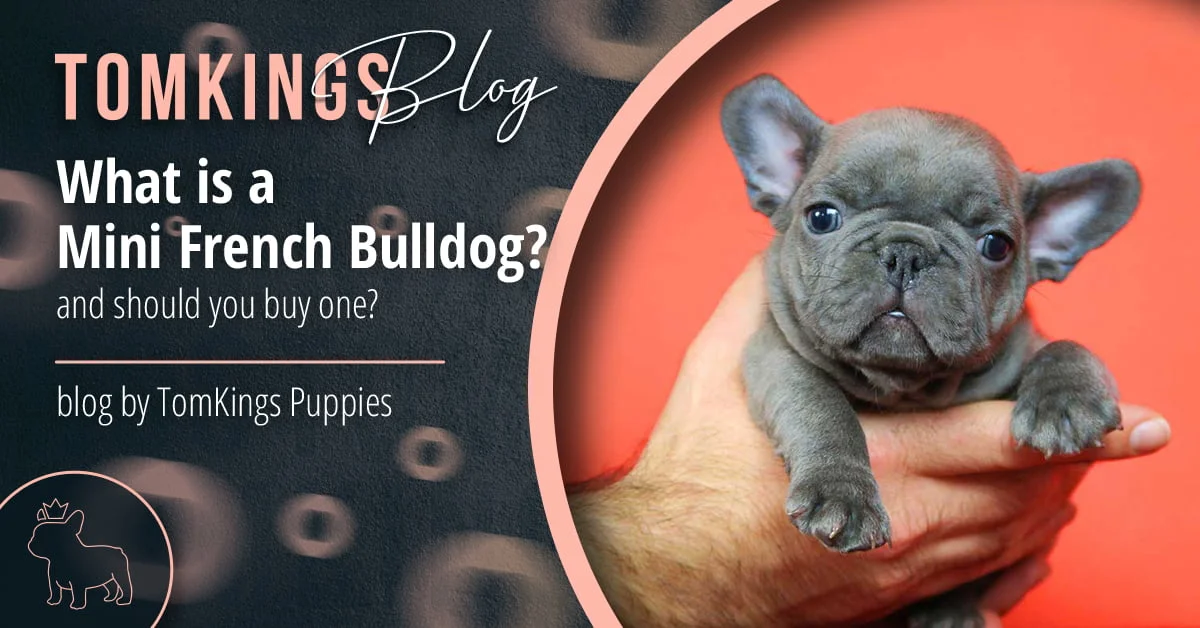 Finding Miniature French Bulldogs: Where to buy them safely?