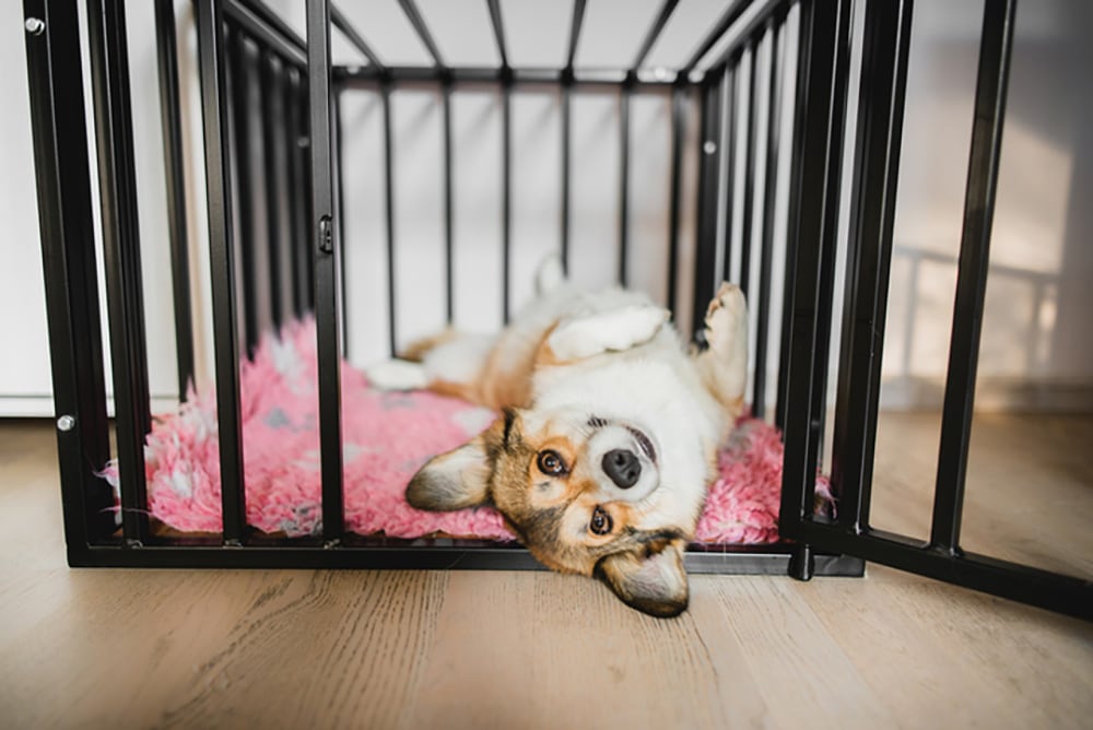 Need help selecting a corgi crate size? Follow our simple guide to get the perfect dimensions.
