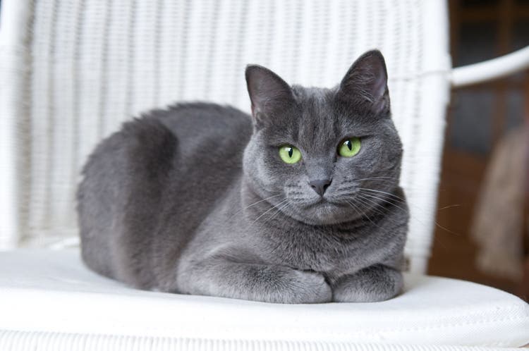 Ready to Adopt Russian Blue Cat? Russian Blue Cat Guide
