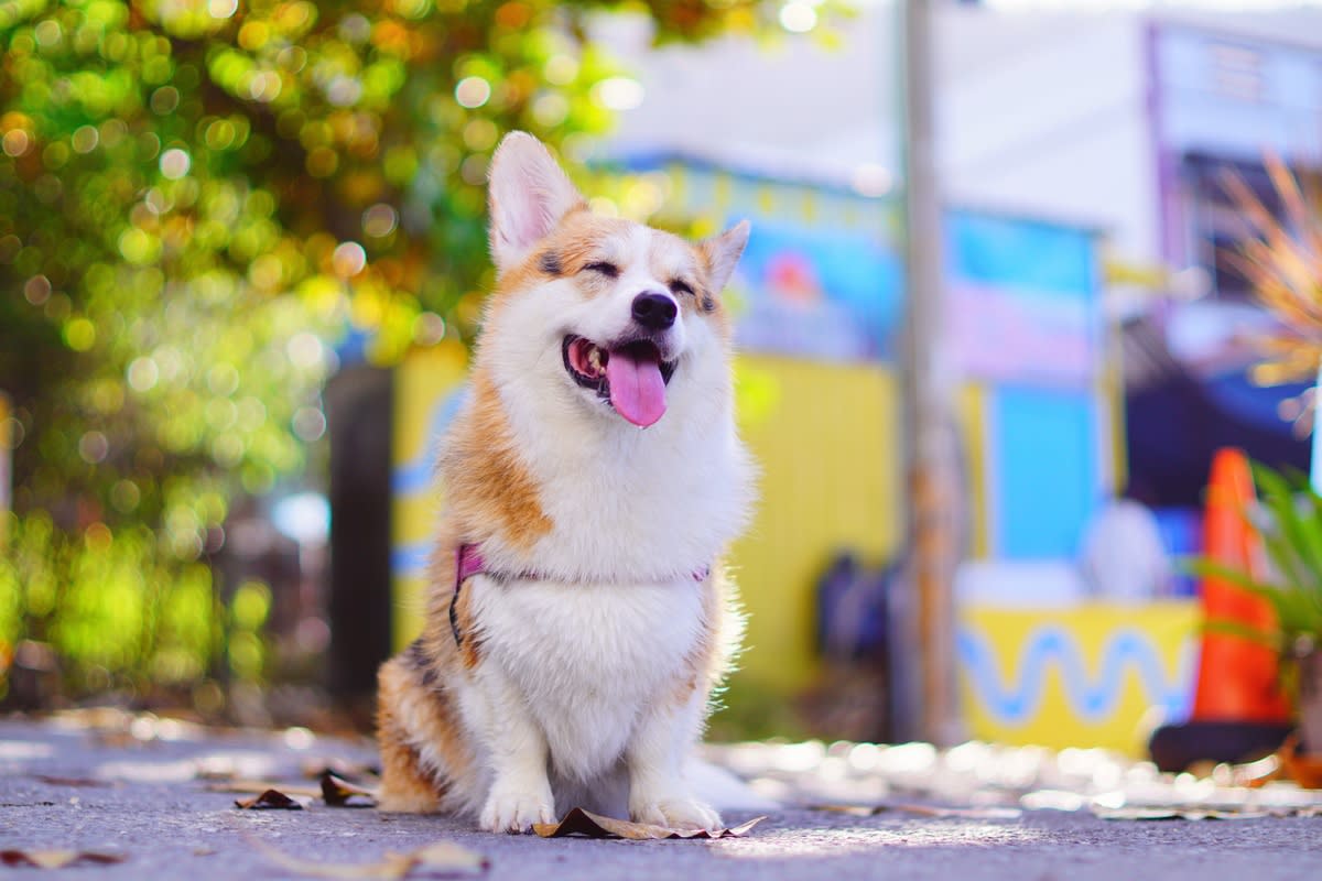 Thinking about getting Corgi insure? Discover why its a smart investment for your dogs wellbeing.