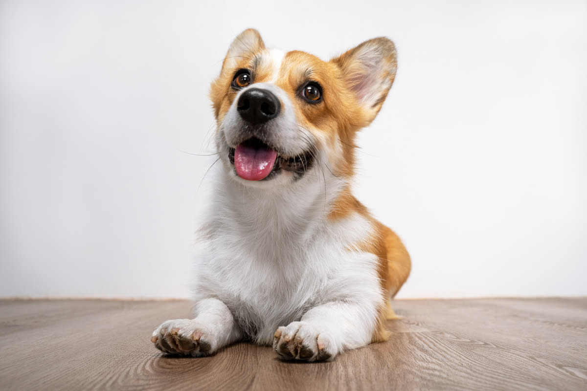 What makes a corgi tie so popular? Understand the growing appeal of this adorable accessory.