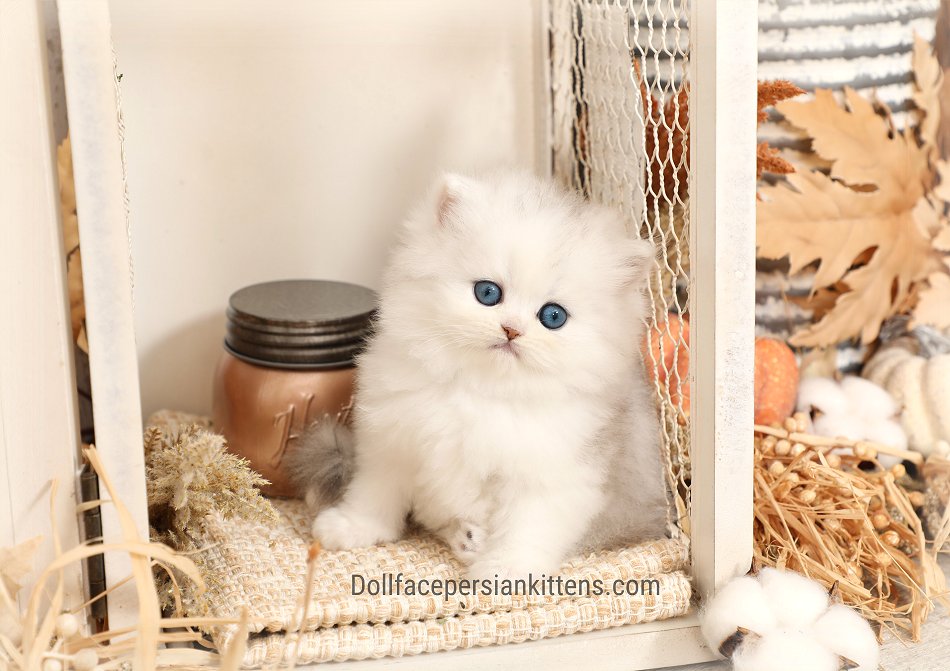 Where to find teacup persian cats? (Easy tips to locate reputable sellers)