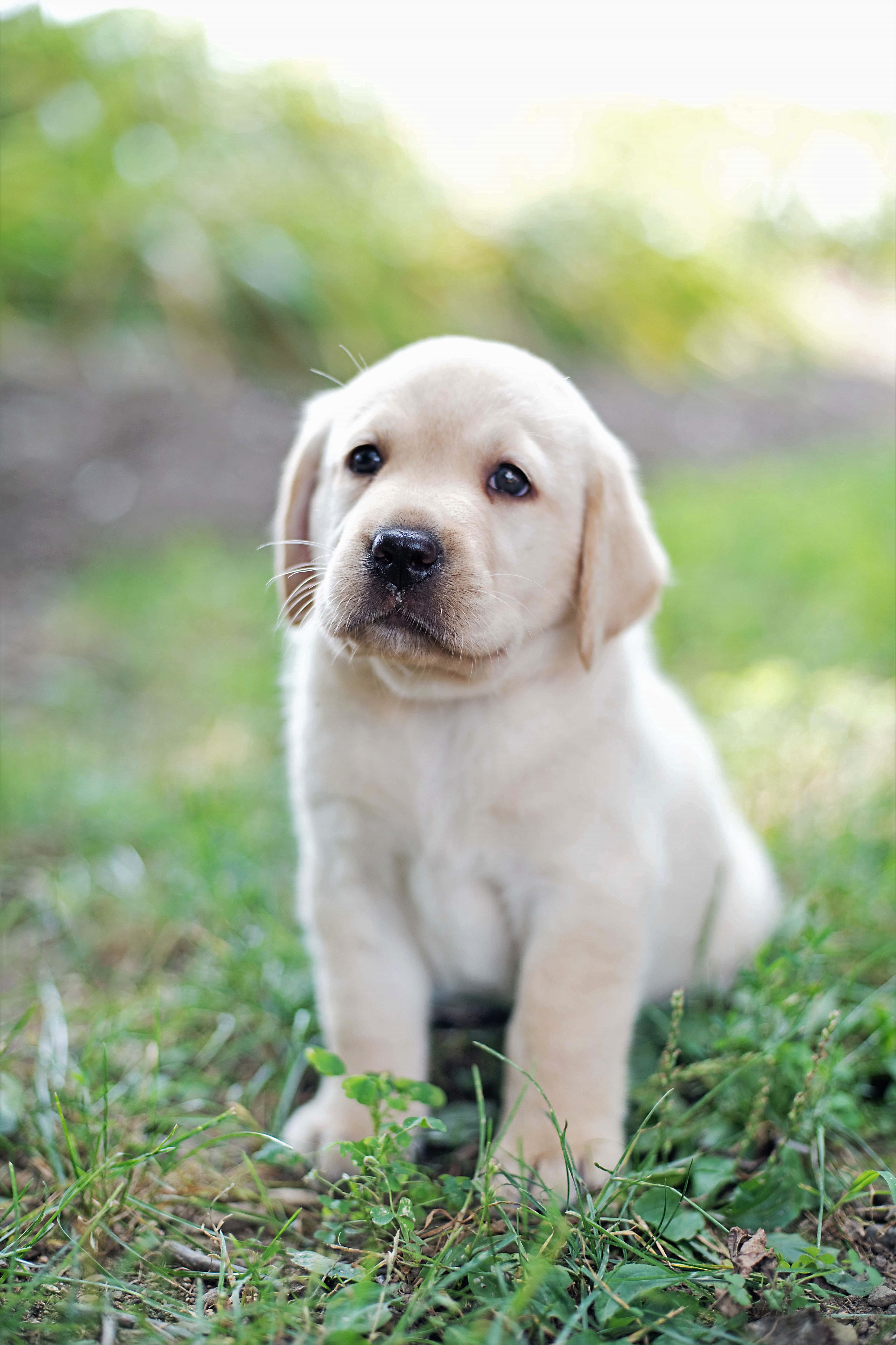 Searching for a labrador retriever for sale in md? Here is how you find reputable sellers easily.