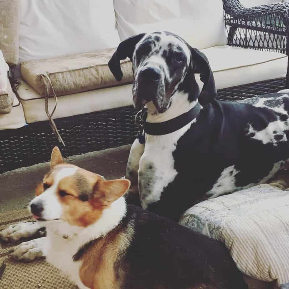Considering a Corgi mixed with Great Dane? Know the facts now.