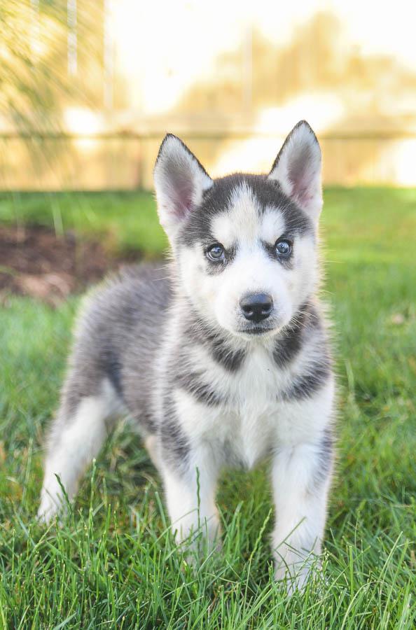 Texas Husky Puppies: Siberian Husky for Sale Near You