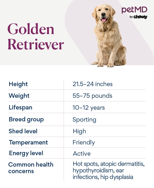 Is Your Adult English Cream Golden Retriever Healthy? Key Health Considerations and Lifespan Information You Need to Know.