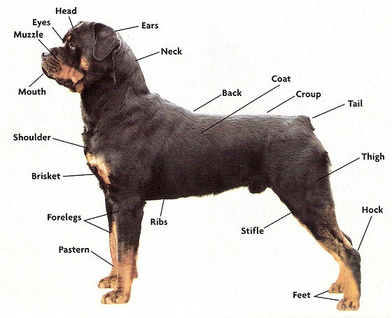 Understanding the Anatomy of a Rottweiler: Key Traits