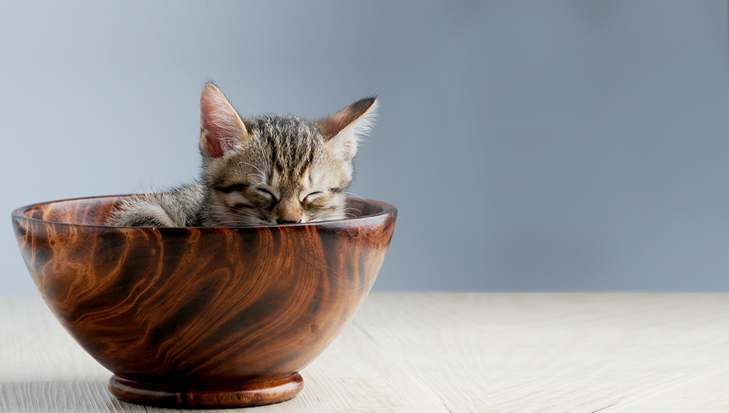 Teacup persian cattery health guarantees: Understand what ensures your tiny new kitten stays healthy.