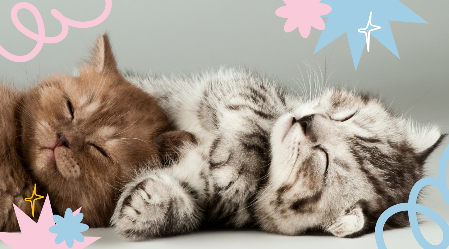 What questions should you ask Russian Blue cat breeders NY? Get prepared before you adopt your new pet.