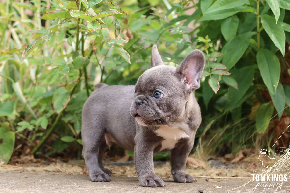 Finding Miniature French Bulldogs: Where to buy them safely?