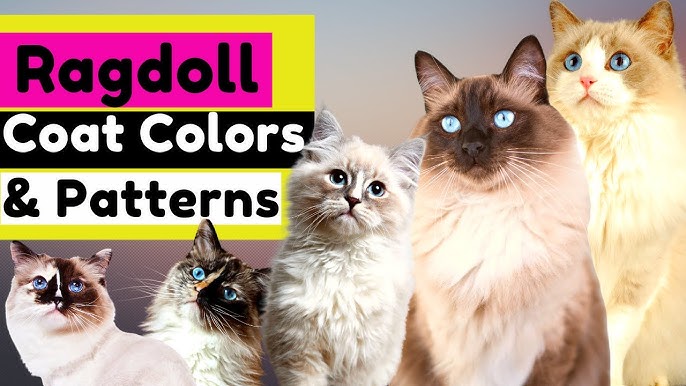 Exploring Different Ragdoll Cat Colors and Patterns