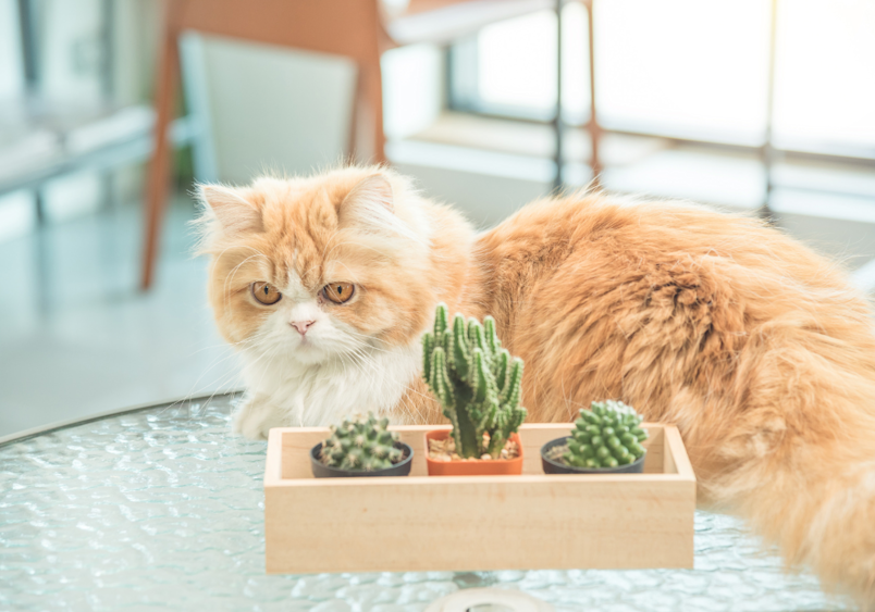 Why does the rate of Persian cat vary so much? Learn about breeder reputation and kitten quality differences easily.