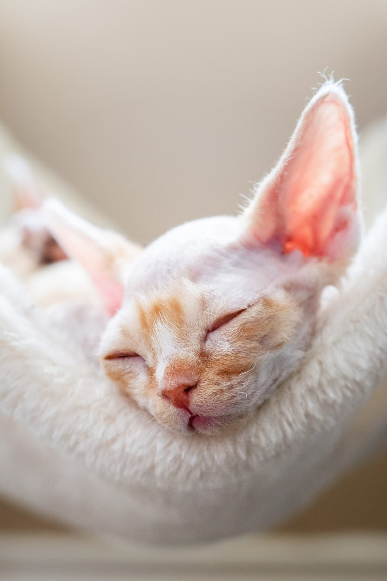 Searching for a Cattery Devon Rex? Learn exactly how to find a great breeder near you.