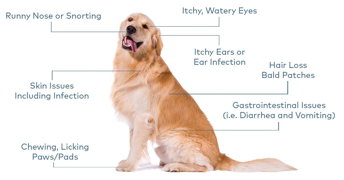 Am I Allergic to Golden Retriever? Find Out Now!