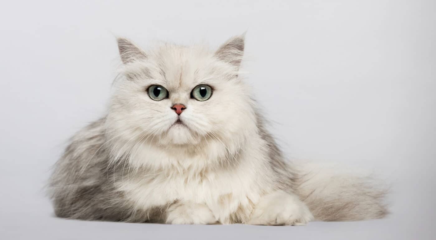 Curious about the chinchilla persian cat price range? Discover the average cost and factors influencing it now.