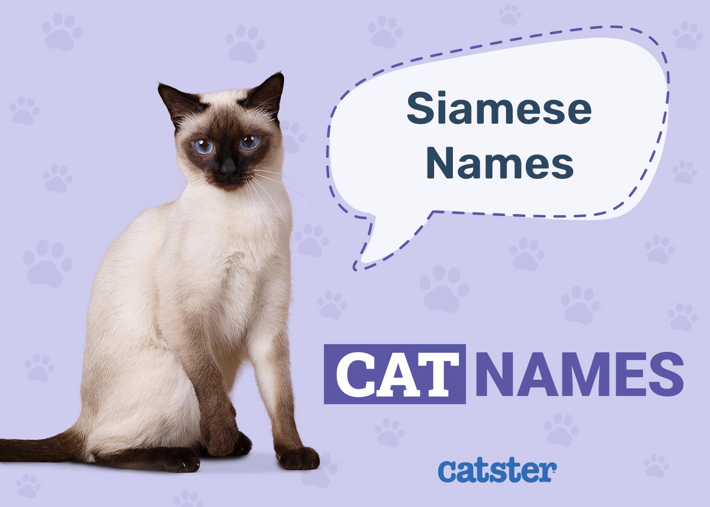 Want the best siamese cat names? Find names that match their beauty and personality.