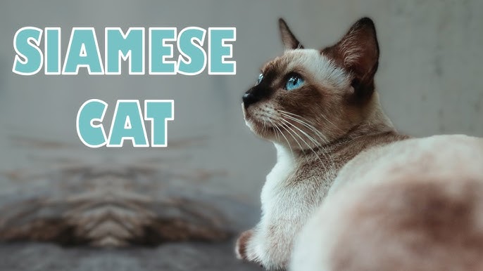 What Makes a Siamese Cattery Florida Reputable? Look for These Key Signs Before Adopting.
