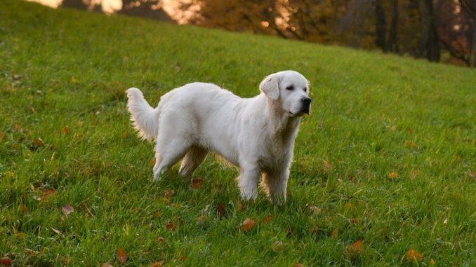 Is Your Adult English Cream Golden Retriever Healthy? Key Health Considerations and Lifespan Information You Need to Know.
