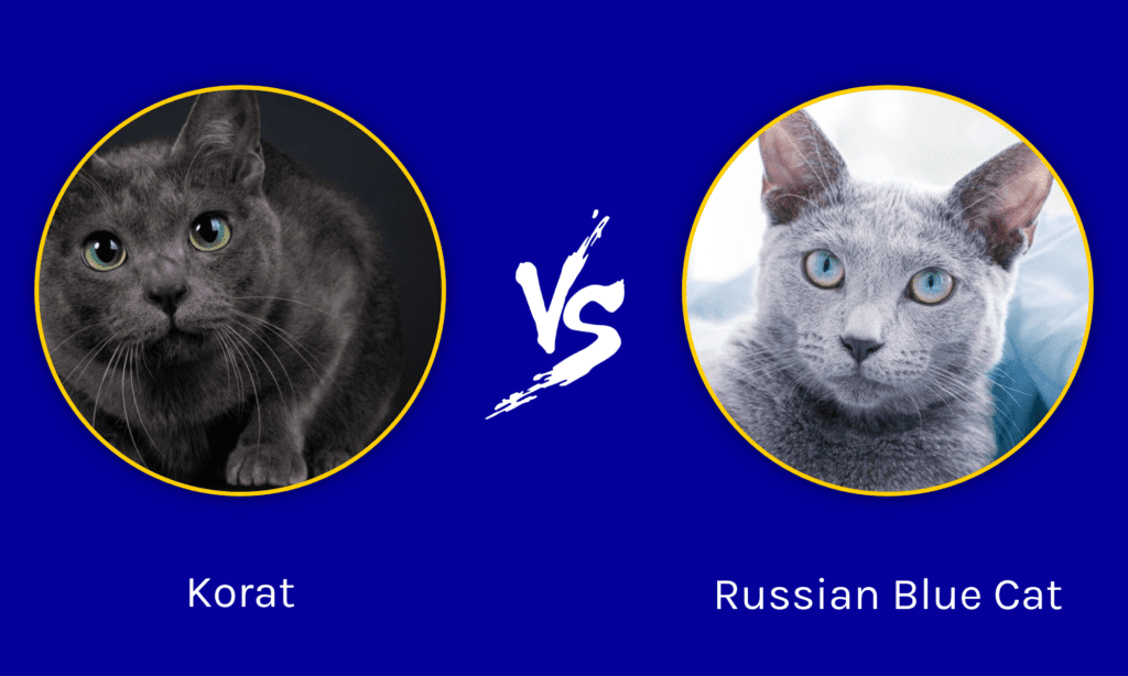 Considering a Russian Blue Cat vs Korat? Learn the key distinctions to make the right choice.