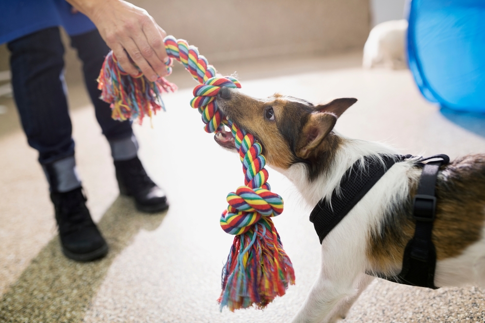 Is playing with a tug a war rope for dogs actually safe? Learn how to pick the right toy and play safely.